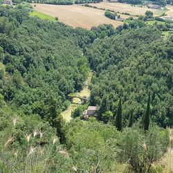 High angle view of trees and plants in forest