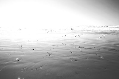 Flock of birds in the sea