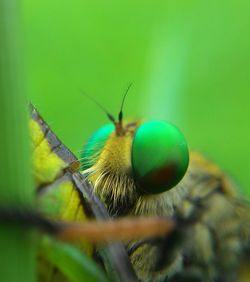 Close-up of robber fly on plant