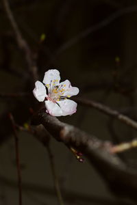 Close-up of cherry blossom