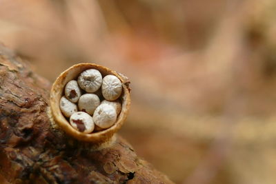 Close-up of snail