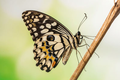 Butterfly on leaf