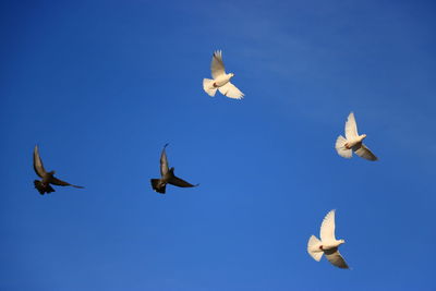 Low angle view of seagulls flying