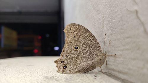 Close-up of butterfly