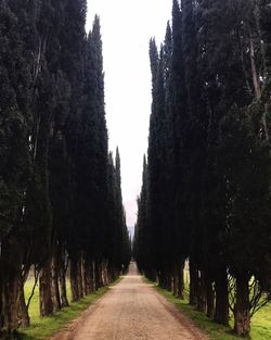 Trees growing in park