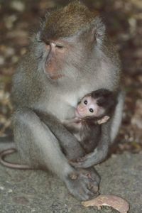 Close-up of monkey sitting outdoors