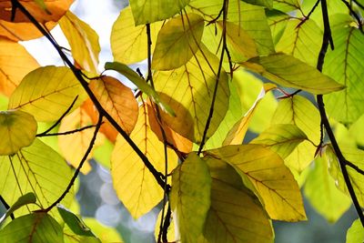 Close-up of yellow leaves against blurred background