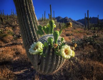 Close-up of cactus growing on field against sky