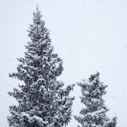 Low angle view of trees against sky