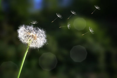 Close-up of dandelion on plant
