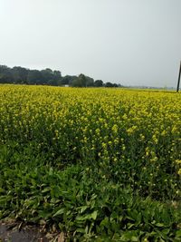 Scenic view of yellow flowering field against sky