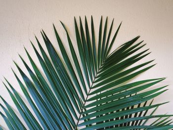 Low angle view of palm leaves