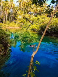 Reflection of palm trees in lake