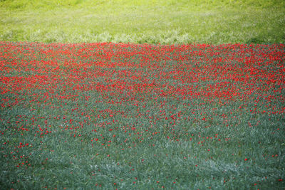 Close-up of grass on field