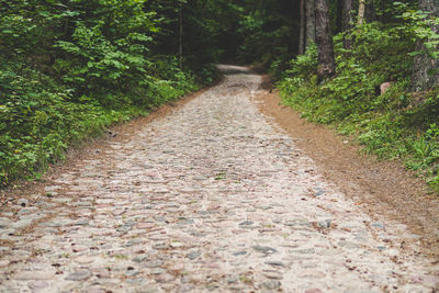 Dirt road along trees in forest