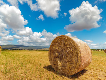 Round bales harvesting in golden field landscape, south sardinia
