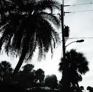 Low angle view of palm trees against sky