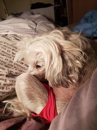 Close-up of dog resting at home