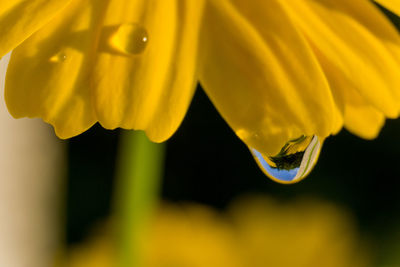 Close-up of raindrops on yellow flowering plant