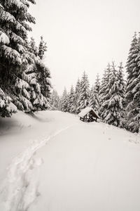 Snow covered land and trees against sky