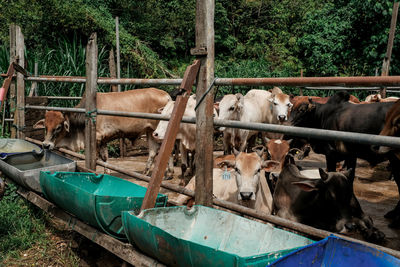 Cows in a farm