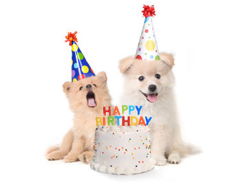 Portrait of a dog against white background