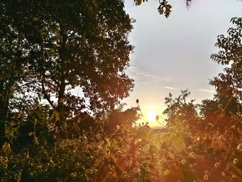 Scenic view of field against sky at sunset