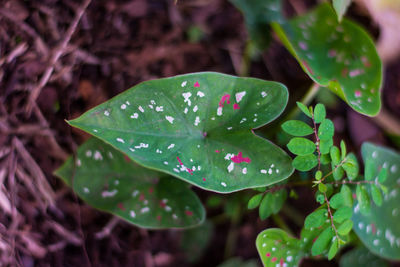 Close-up of raindrops on leaves