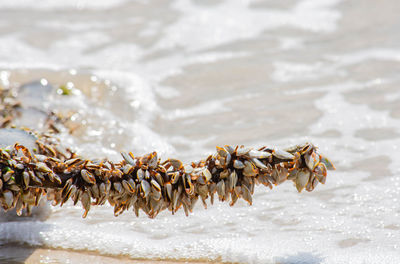 Close-up of dead plant on beach