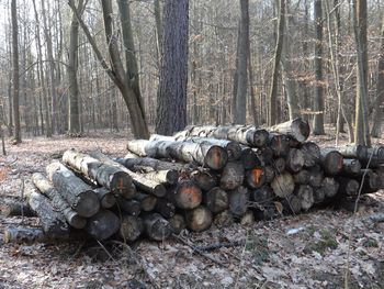 Stack of logs in forest