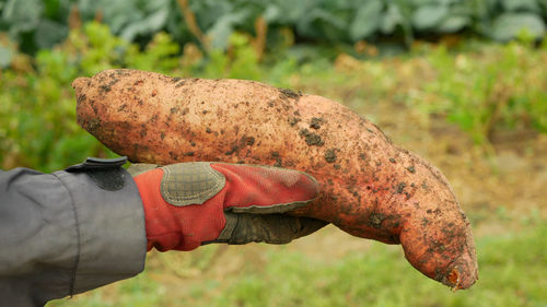 Cropped hand of man holding animal