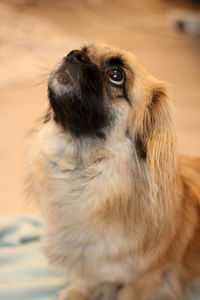 Close-up of dog looking away