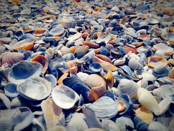 Full frame shot of seashells at beach