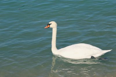 Swan swimming in lake