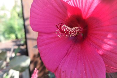 Close-up of pink hibiscus flower