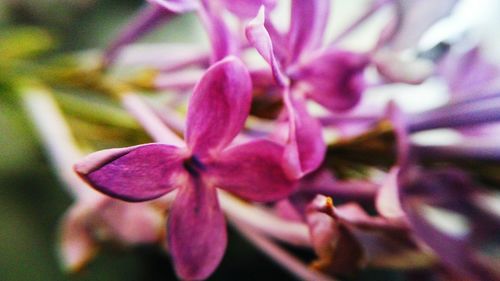 Close-up of flowers blooming outdoors