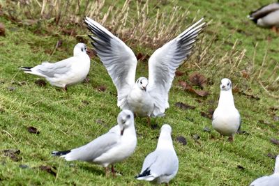 Close-up of birds on field