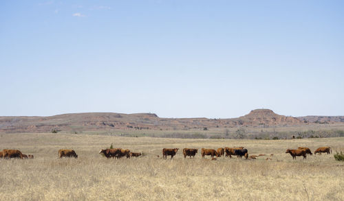 Horses grazing on field against clear sky