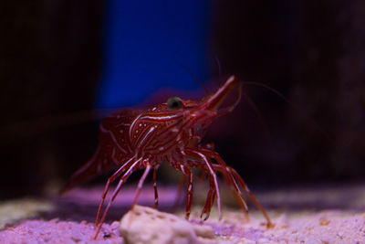 Close-up of jellyfish in aquarium