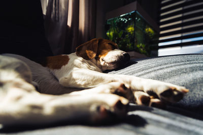 View of dog sleeping at home