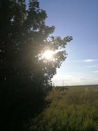 Trees on field against bright sun
