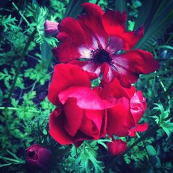 Close-up of red flower