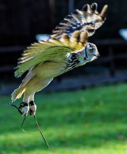 Close-up of flying owl