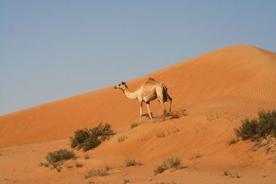 View of a desert