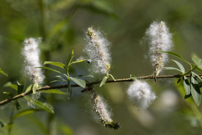 Close-up of white flowers