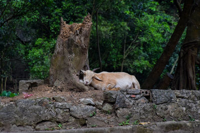 Cat relaxing on rock