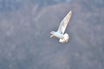 Low angle view of seagull flying