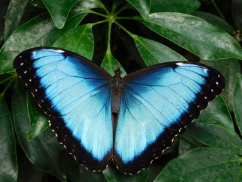 Close-up of butterfly on leaf