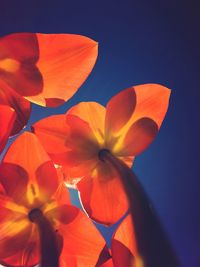 Close-up of orange flowering plant against sky