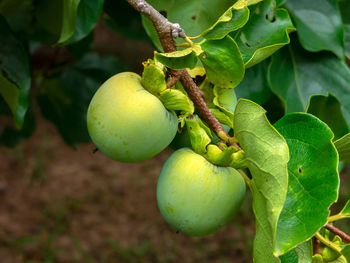 Close-up of fruit growing on plant